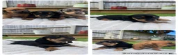 Miniature Dachshund dogs for sale: Beautiful Miniature dachshunds for sale  in Southampton - Advert 3