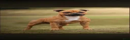 Staffordshire Bull Terrier dogs for sale: Red KC Reg Staffordshire Bull Terrier Due October - Advert 10