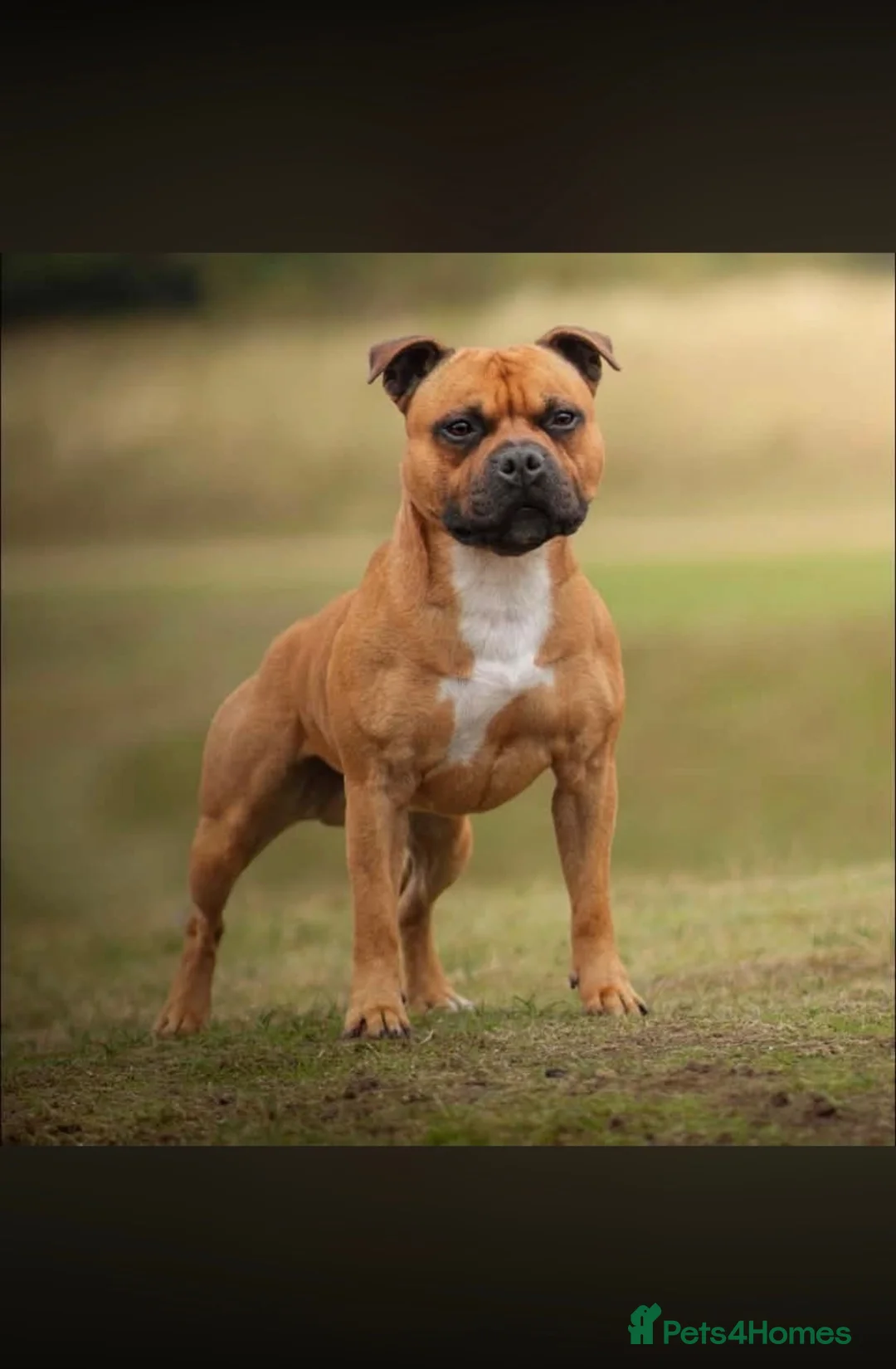 Staffordshire Bull Terrier dogs for sale: Red KC Reg Staffordshire Bull Terrier Due October - Advert 10