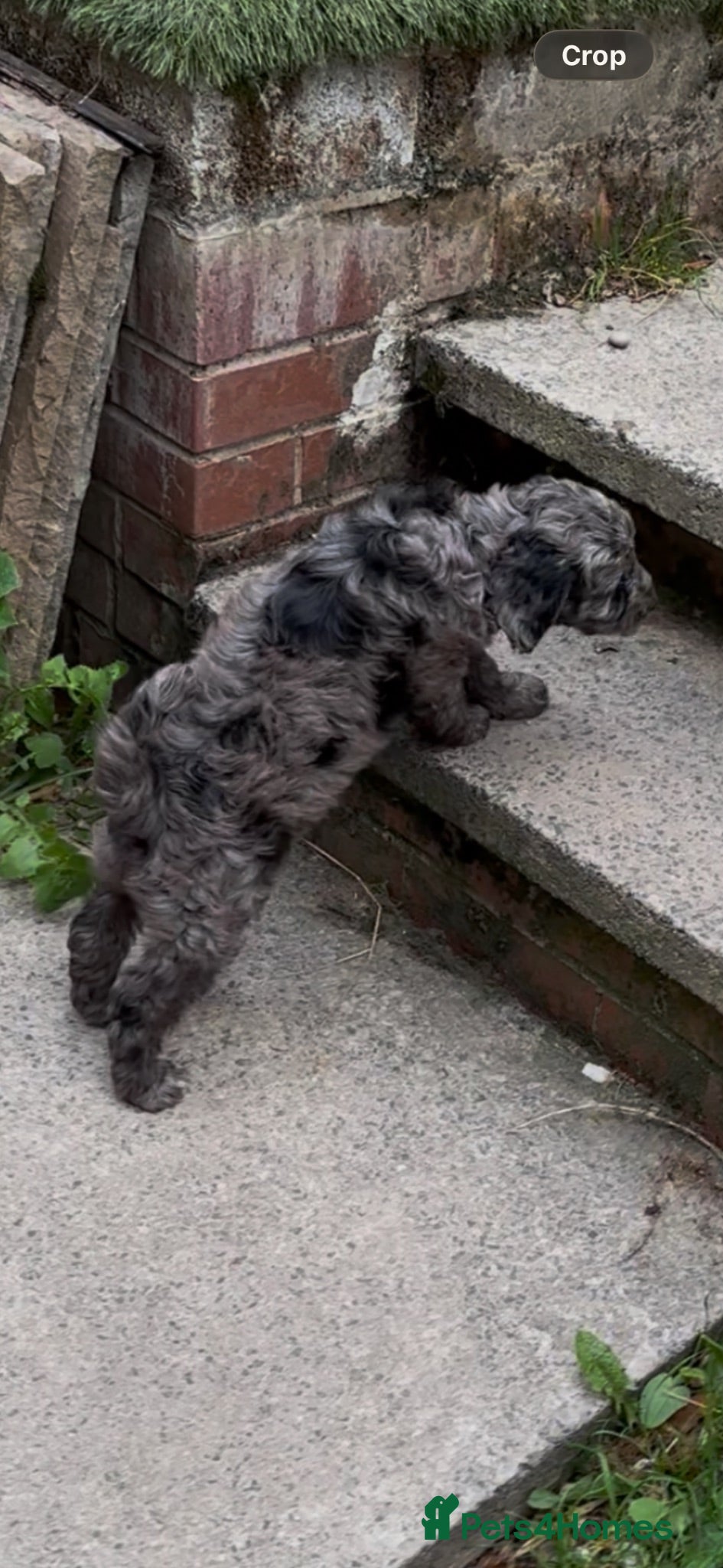 Labradoodle dogs Mini Labradoodle puppy’s  - Advert 2