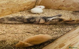 Lionhead rabbits for sale: Beautiful Lion head Baby Bunnies  - Image 15