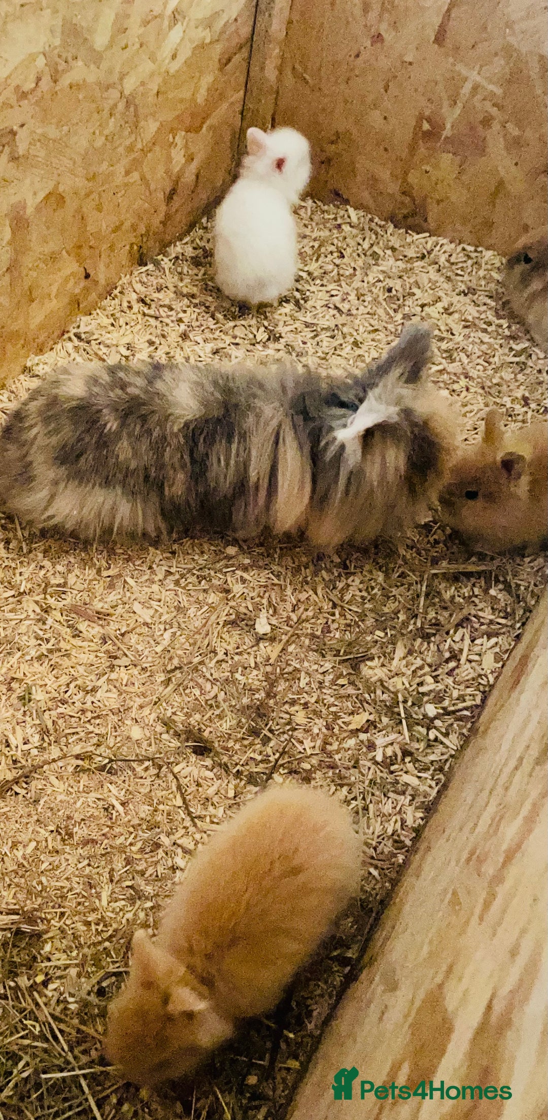 Lionhead rabbits for sale: Beautiful Lion head Baby Bunnies  - Image 15