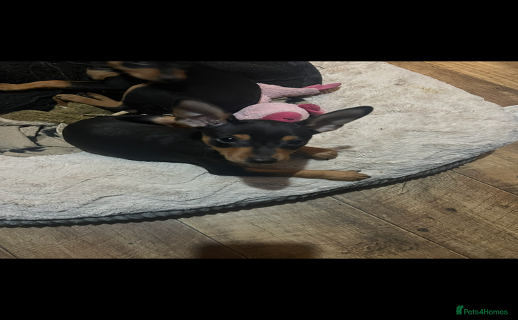 Miniature Pinscher dogs Ready too go Mini pinschers 3 boys left   - Advert 3