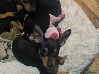 Miniature Pinscher dogs Ready too go Mini pinschers 3 boys left - Advert 2