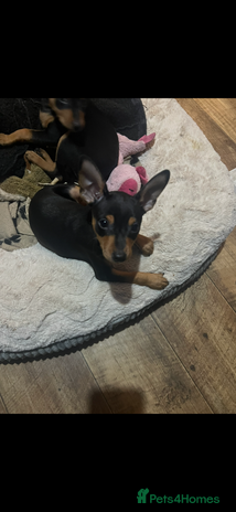 Miniature Pinscher dogs Ready too go Mini pinschers 3 boys left - Advert 1