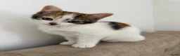 Mixed Breed cats for sale: Calico female kitten - Advert 2