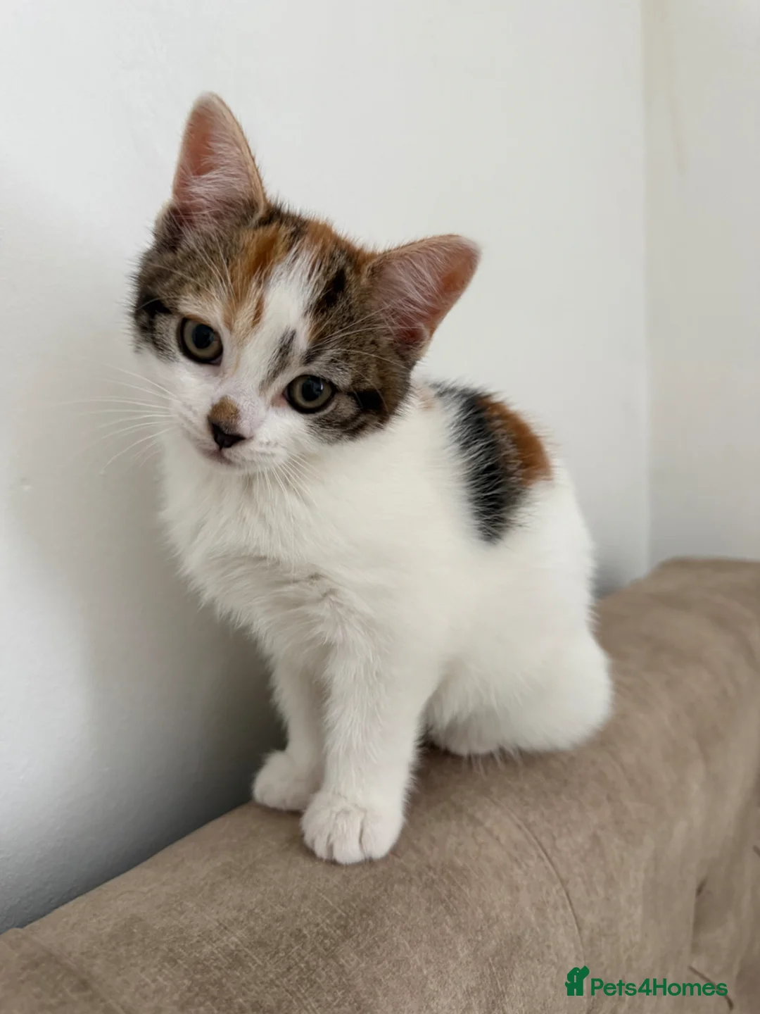 Mixed Breed cats for sale: Calico female kitten - Advert 2