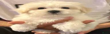 Maltipoo Puppy 3