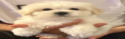 Maltipoo dogs for sale: TOP QUALITY MALTIPOO GIRLS READY NOW! - Advert 7