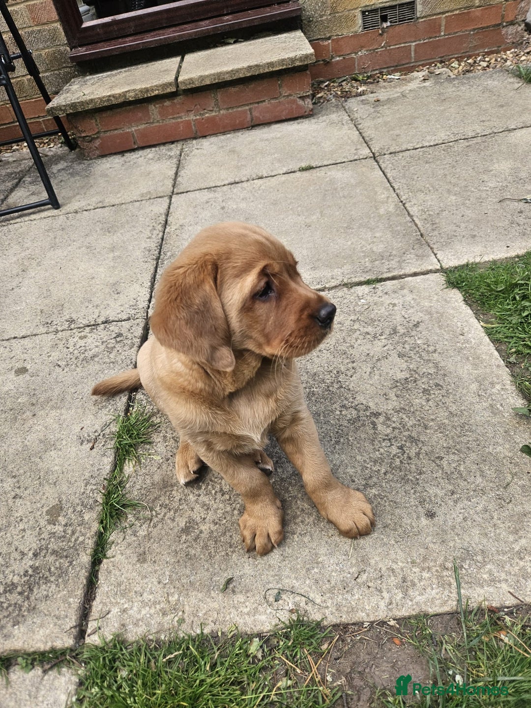 Goldador dogs for sale: Fox red lab x fox red retriever pups READY NOW - Image 20