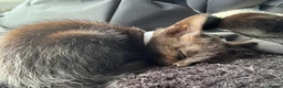 Domestic Shorthair cats for sale: 4 male kittens - Advert 4