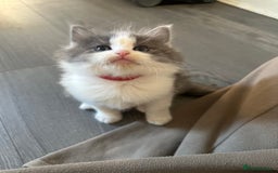 Ragdoll cats for sale: Reserved - Image 17