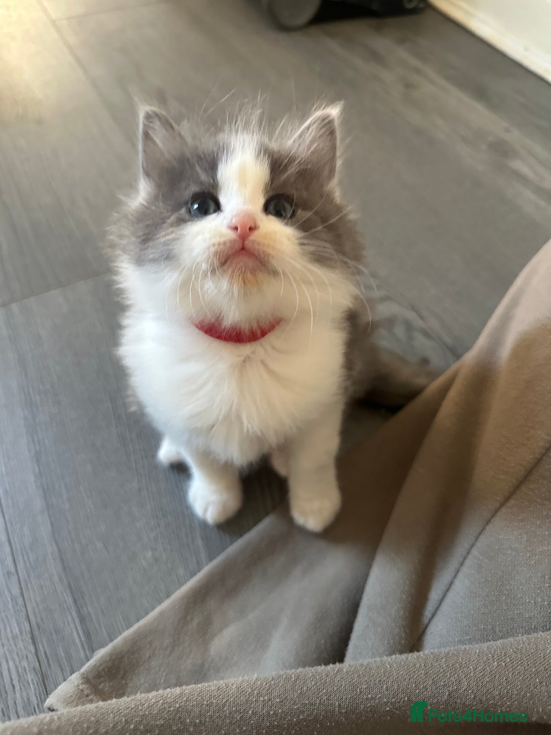 Ragdoll cats for sale: Reserved - Image 17