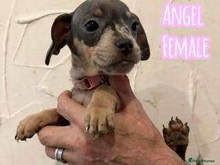 Mixed Breed dogs Last little lady - Advert 3