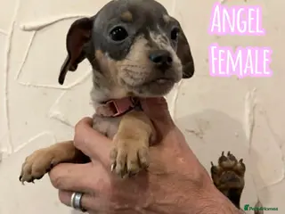 Mixed Breed dogs Last little lady - Advert 4