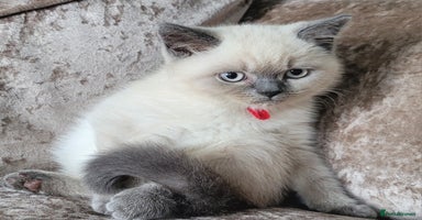 British Shorthair cats in Swansea - Advert 10