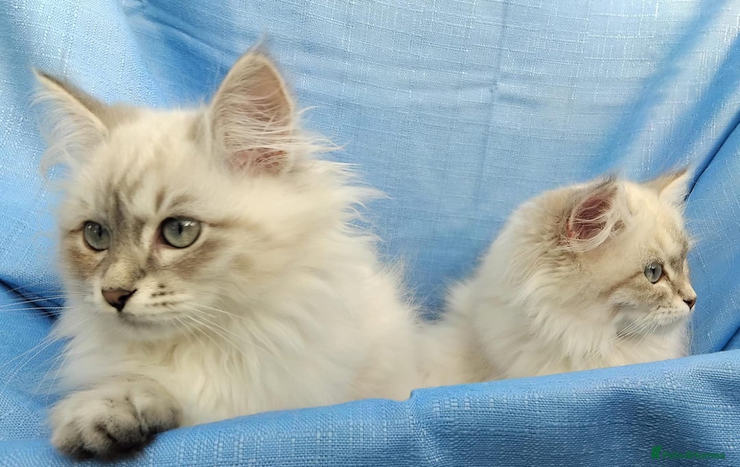 Siberian cats for sale: GCCF Registered Pure Siberian kittens For Sale.   - Image 22