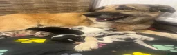 Border Collie dogs for sale: Stunning collie puppies for sale - Advert 8