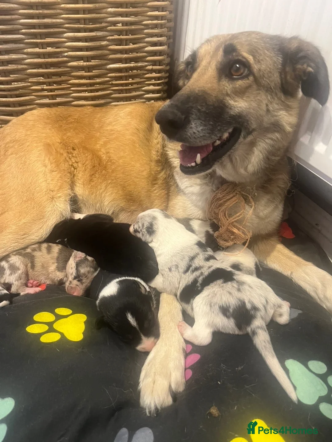Border Collie dogs for sale: Stunning collie puppies for sale - Advert 8