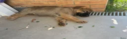 German Shepherd dogs for sale: 2 Month German Shepherd  - Advert 3