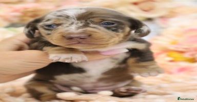 Miniature Dachshund dogs - Advert 7