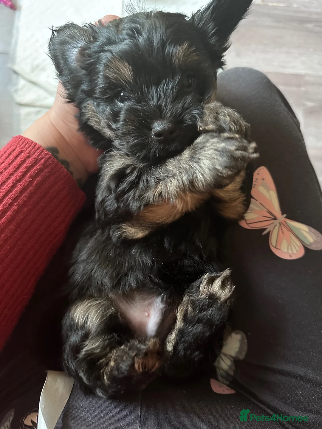 Yorkshire Terrier dogs for sale: Beautiful Yorkshire terrier puppies for sale - Advert 2