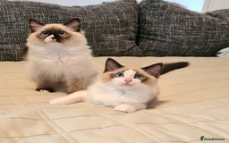 Ragdoll cats for sale: Boy Purebred Ragdolls – Loving Homes Needed - Image 1