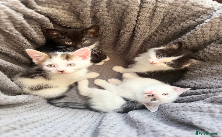 Mixed Breed cats - Advert 7