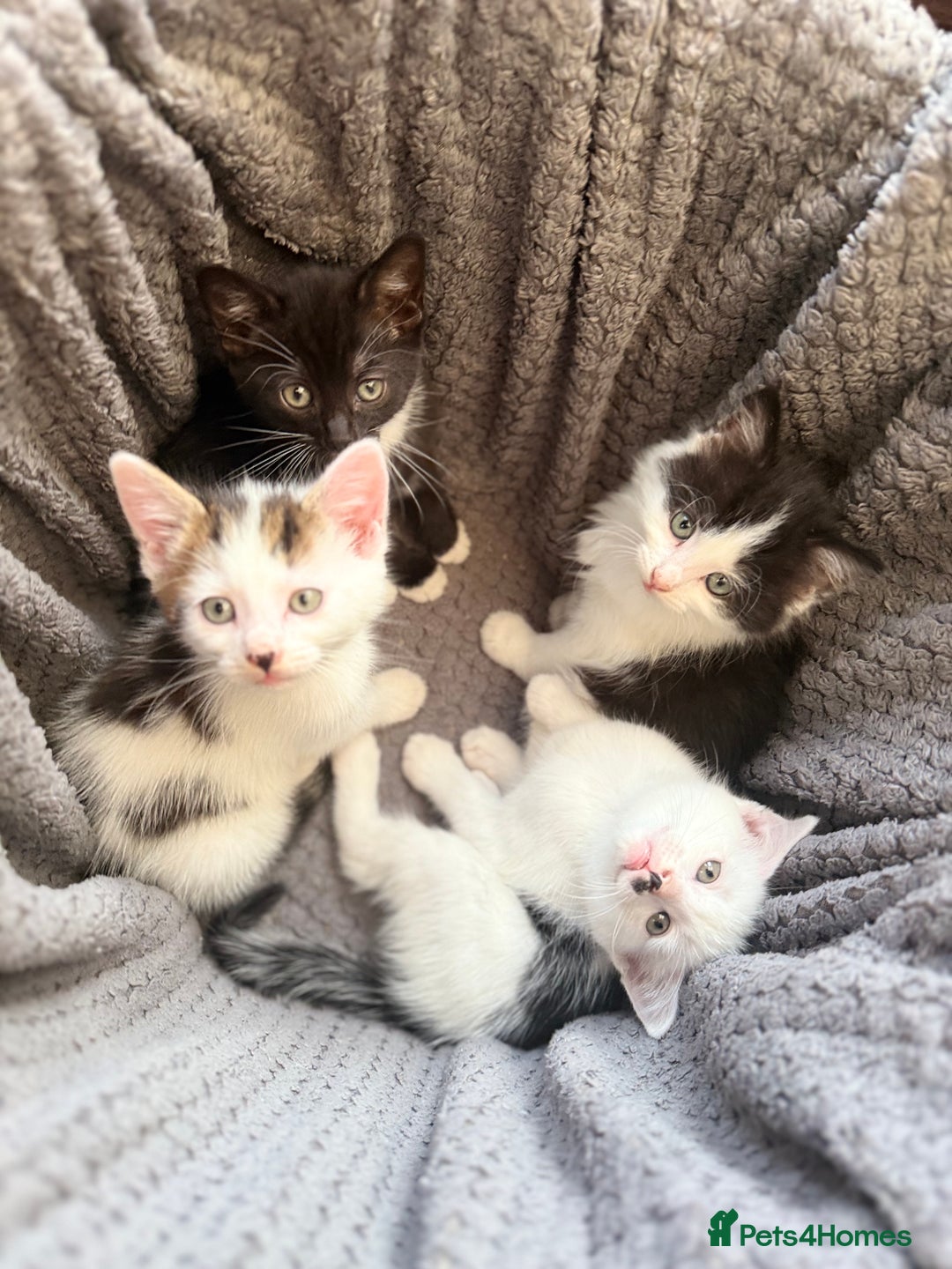 Mixed Breed cats for sale: very friendly kittens looking for a new home - Image 1