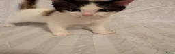 Mixed Breed cats for sale: Ragdoll mixed kittens 🐈‍⬛  - Advert 16