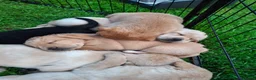 Labrador Retriever dogs for sale: Labrador Pups KC Reg.  - Advert 16