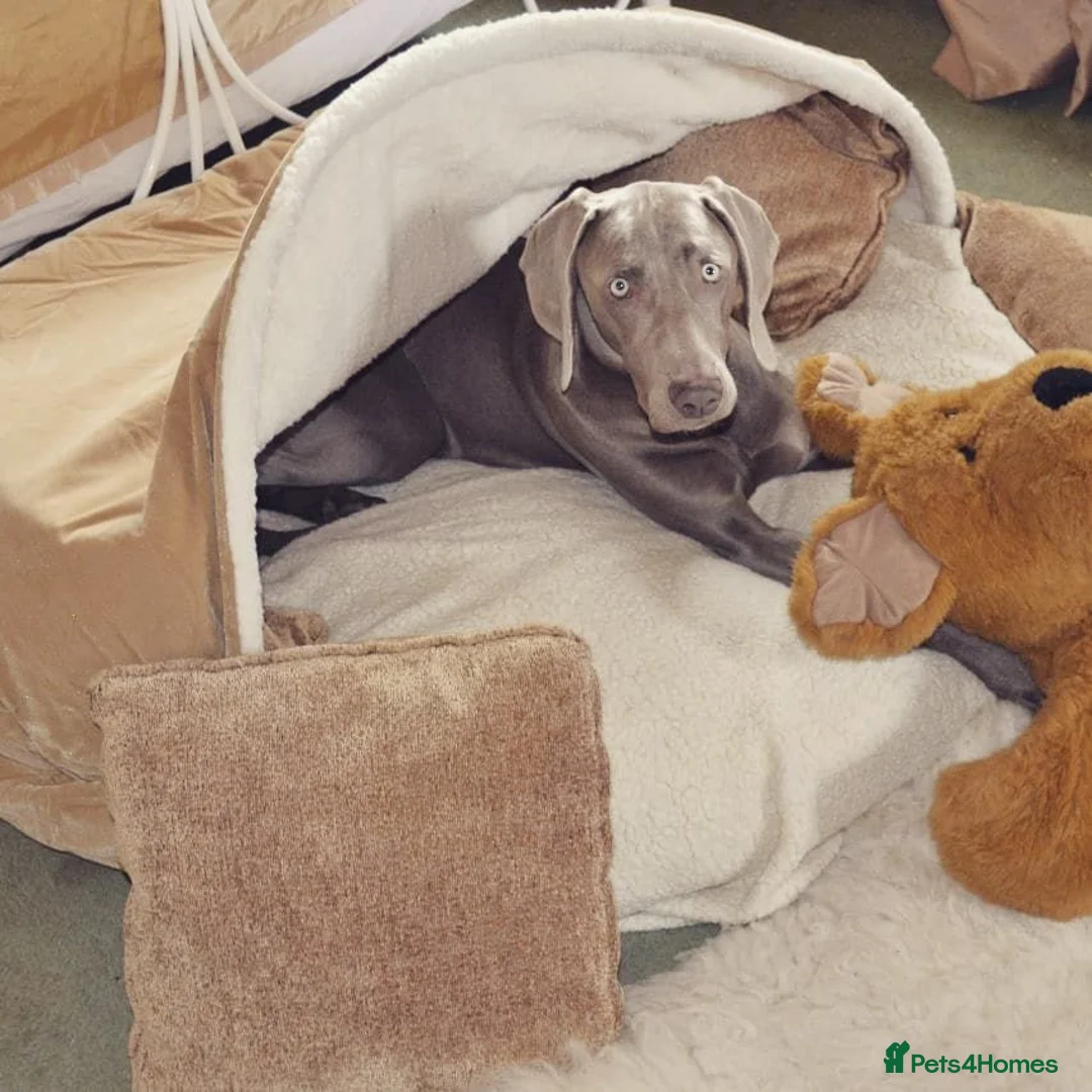 Weimaraner dogs for stud: 🔥super stud🔥Hipscored🔥KC reg in Woodbridge - Advert 7