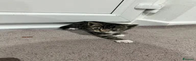 Mixed Breed Kitten 1