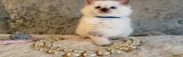 Ragdoll cats for sale: Stunning 🌟 Ragdoll Kittens 🌟  - Advert 3