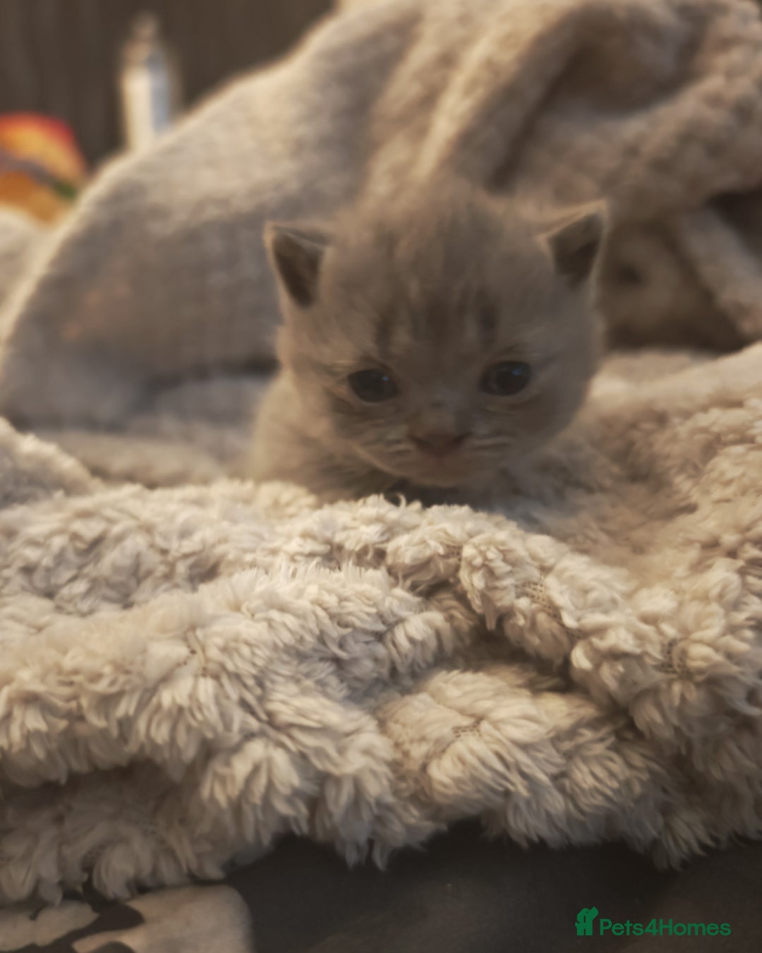 British Shorthair cats for sale: British shorthair 1 male left!!  in Crewe - Image 13