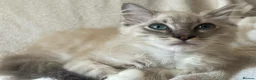 Ragdoll cats for sale: TICA Registered Males Available  - Advert 13
