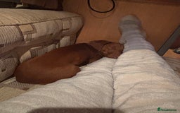 Dachshund dogs for sale: New forever home needed  - Image 3