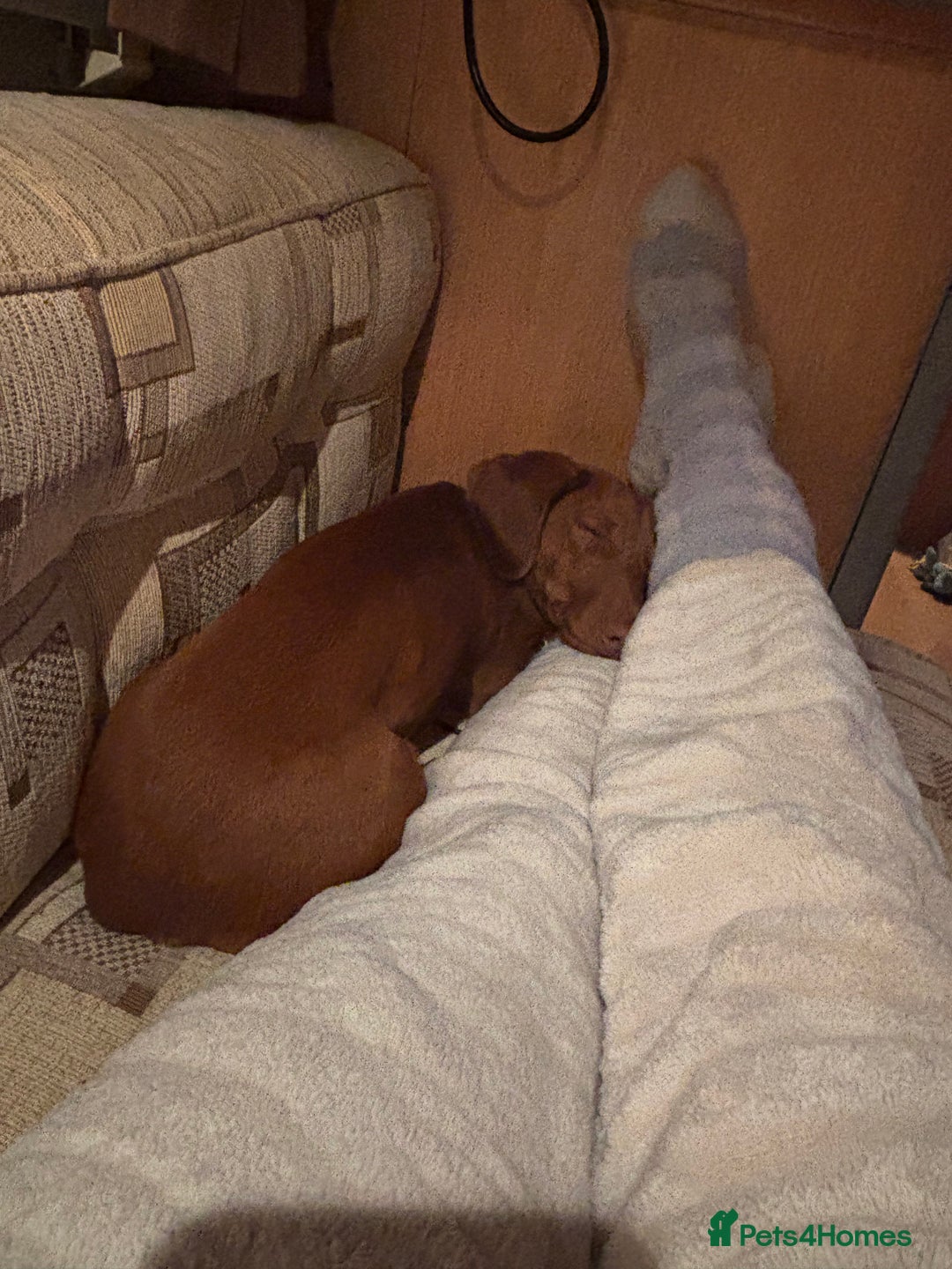 Dachshund dogs for sale: New forever home needed  - Image 3