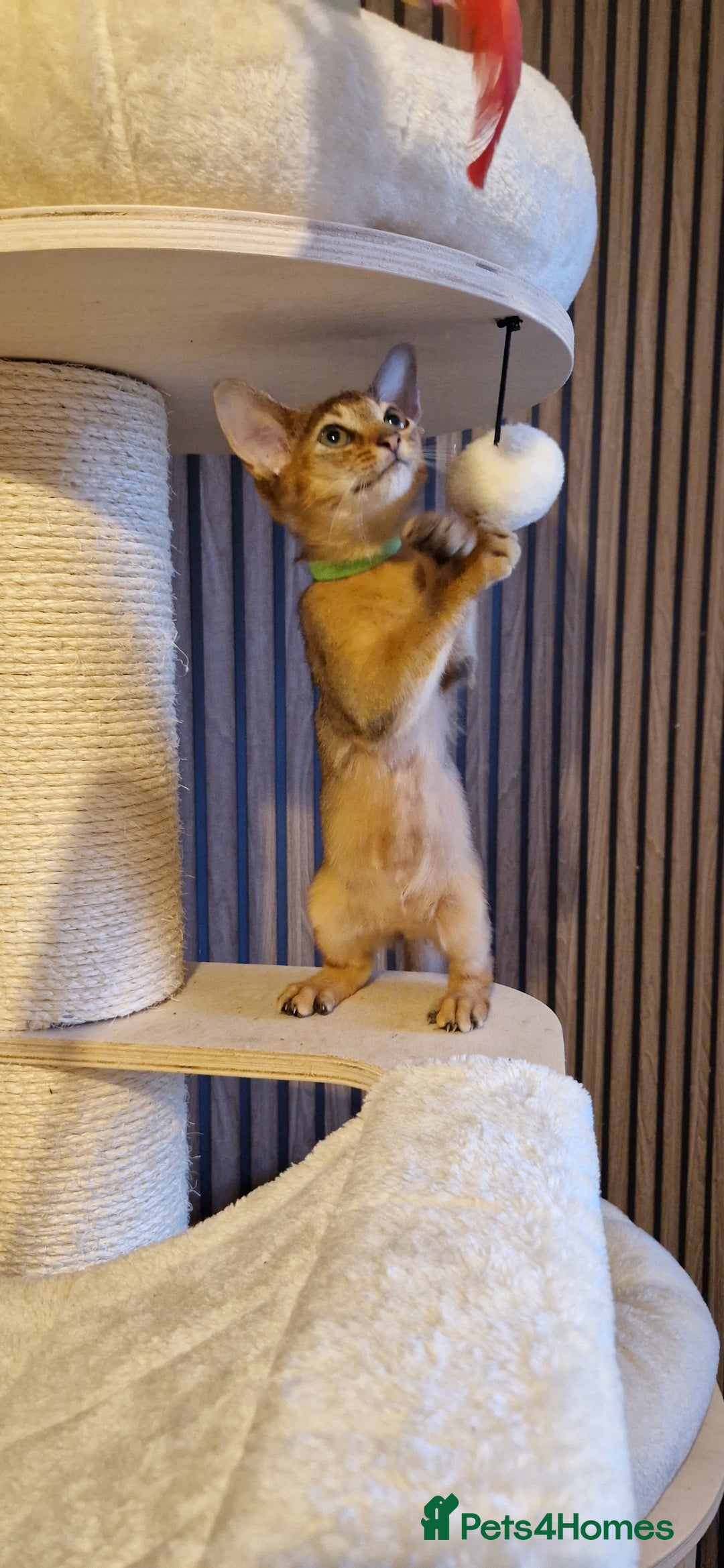 Abyssinian cats for sale: Pure Abyssian kittens ❤️ - Advert 18