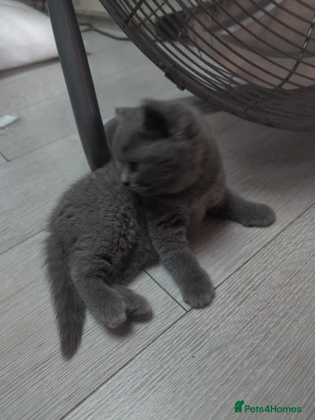 Russian Blue cats for sale: British blue short haired kittens - Image 6