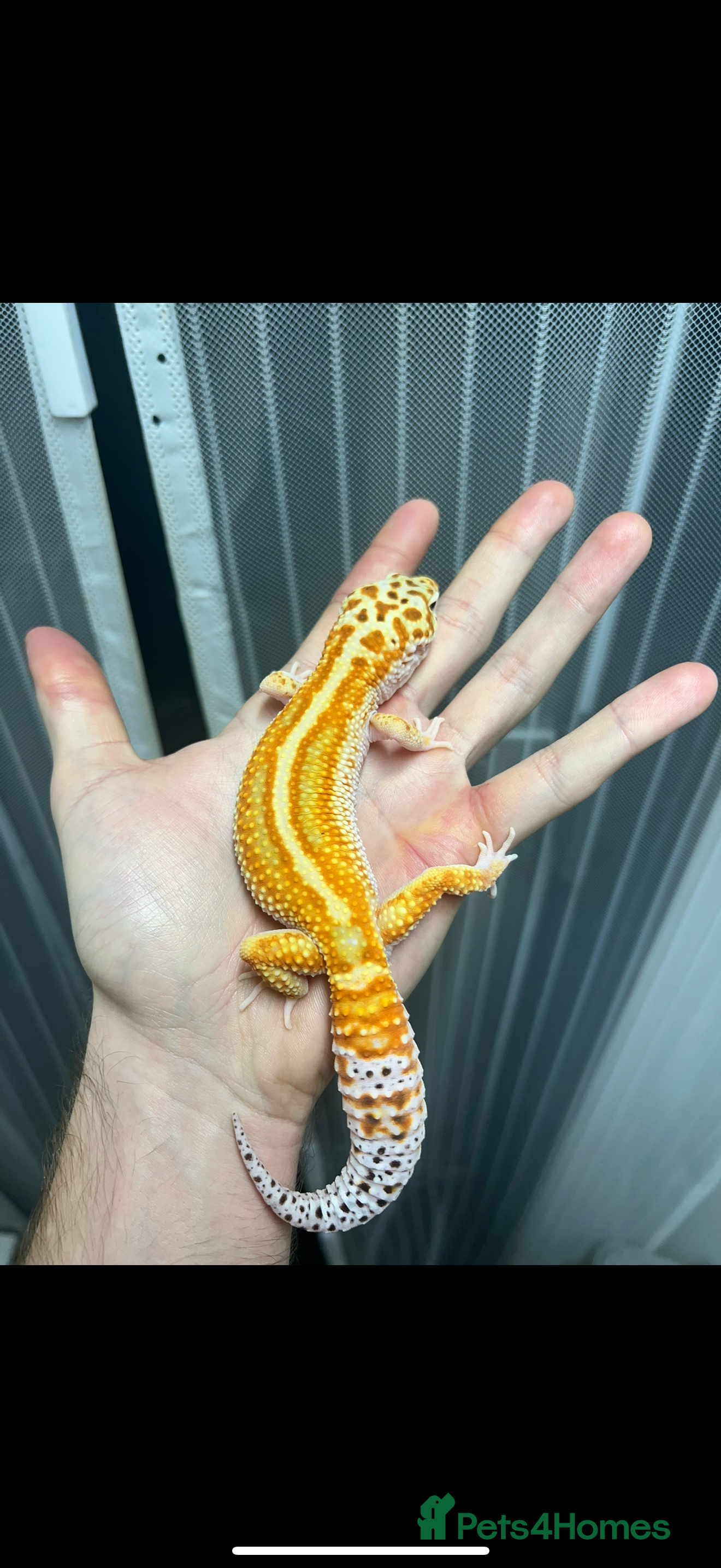 Leopard Gecko reptiles High end leopard gecko morphs - Advert 1
