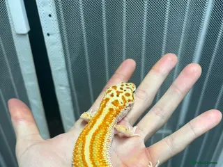 Leopard Gecko reptiles High end leopard gecko morphs - Advert 1