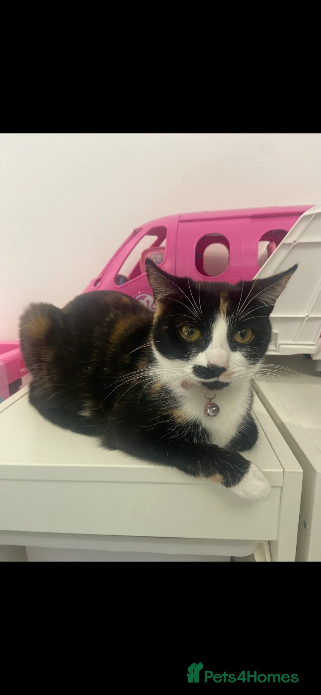 Mixed Breed cats for sale: Black and white female cat rehome  - Advert 2