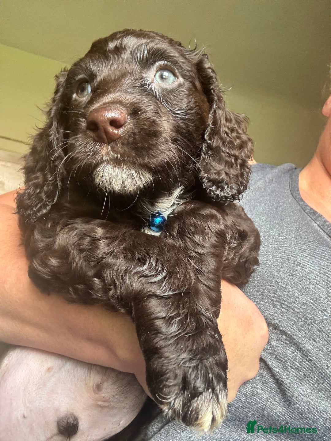 Cocker Spaniel dogs for sale: Cocker Spaniel pups. Ready 27/09/25 - Image 8