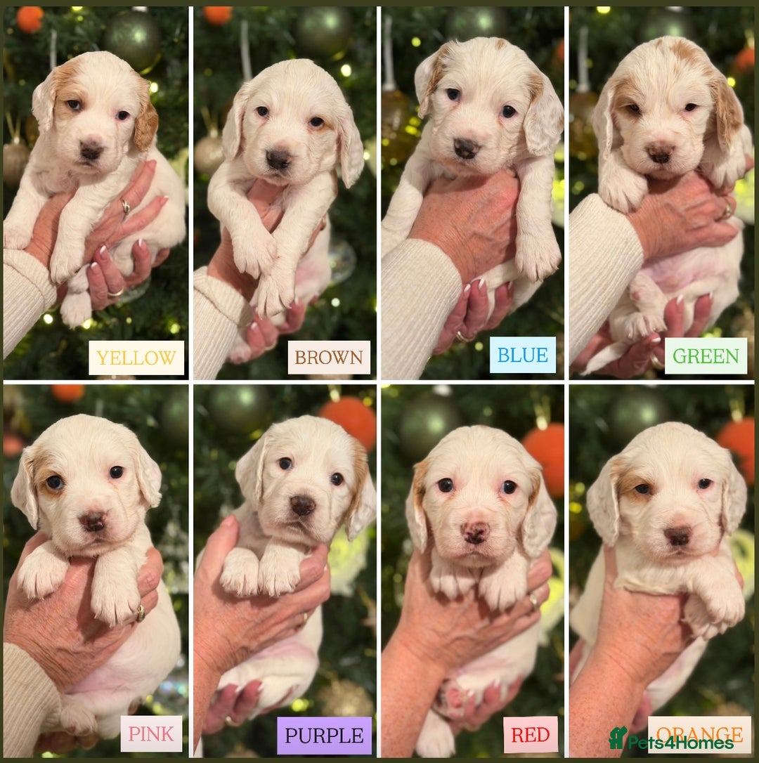 Cocker Spaniel dogs for sale: Cocker Spaniel Puppies - Advert 1