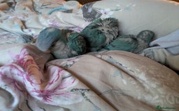 Parakeets birds for sale: Baby Quaker parrots boys and girls available  - Image 14