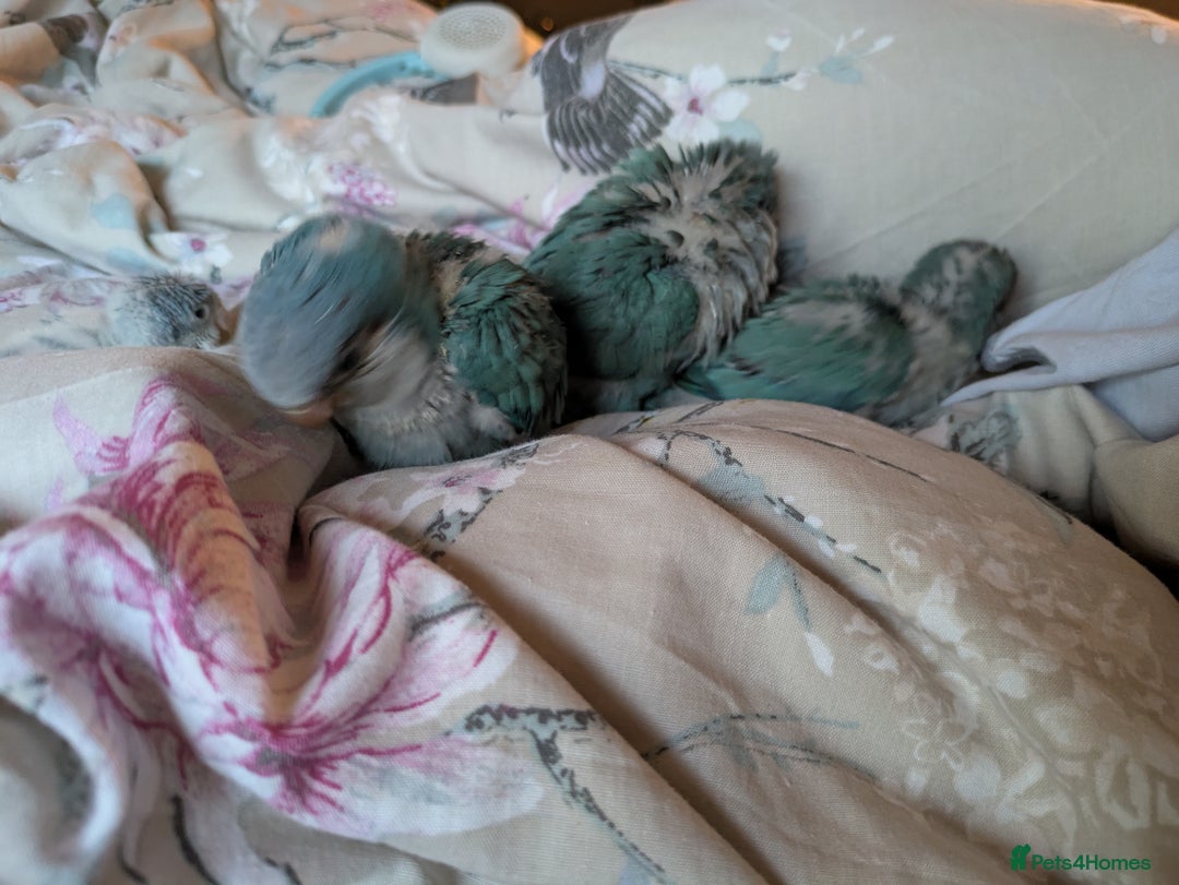 Parakeets birds for sale: Baby Quaker parrots boys and girls available  - Image 14