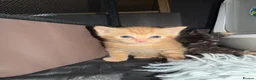 Mixed Breed cats for sale: 3 Adorable Litter Trained Kittens  - Advert 9
