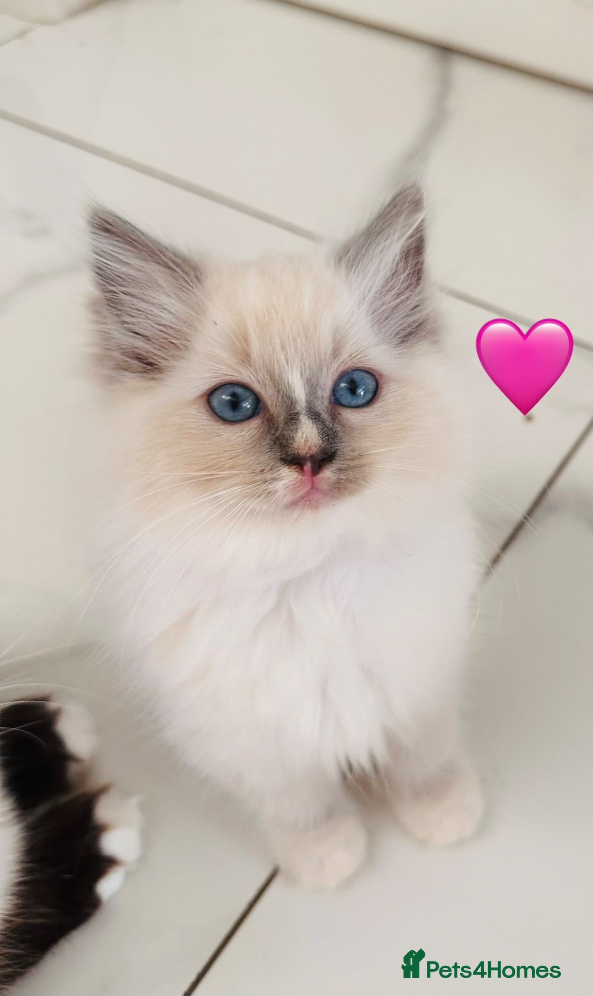Ragdoll cats 🩷💕💝ONLY 5 left GCCF Registered kittens 😻😻 - Advert 1