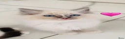 Ragdoll cats for sale: 🩷💕💝Stunning GCCF Registered Ragdoll Kittens😻😻 - Advert 6